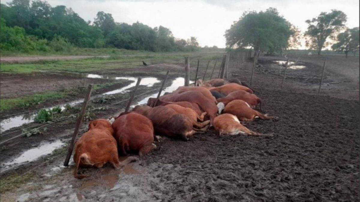 Por la caída de un rayo se produjo la muerte de 65 animales vacunos en Colonia Santa Marina