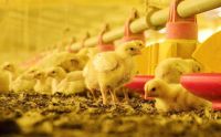 Exponen razones por las que se debe denunciar cualquier sospecha de influenza aviar en Argentina