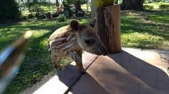 Desde Guaycolec llaman a tomar conciencia sobre el mascotismo de animales silvestres