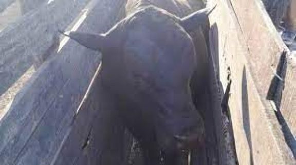 Un hombre de 48 años falleció al ser embestido y pisado por un toro en Colonia Alba