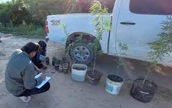 Secuestraron 21 plantines y tres plantas de marihuana en el barrio San Miguel