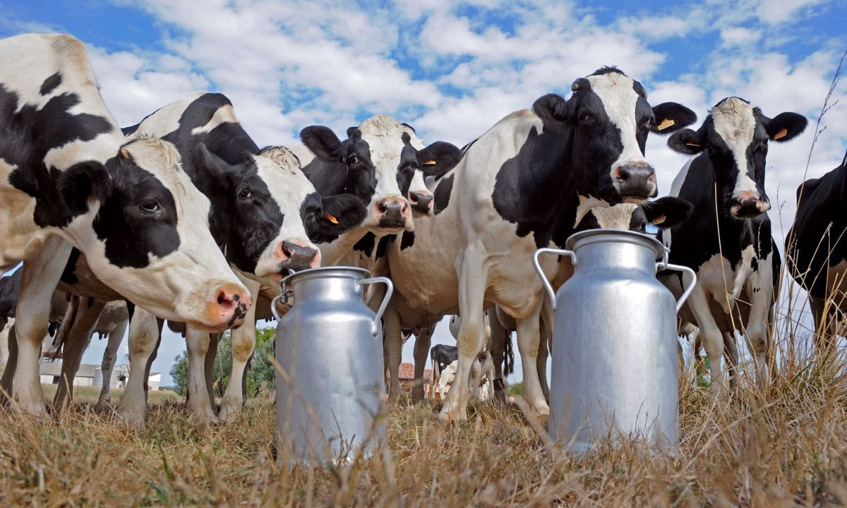 Advierten que en los tambos los productores están “agotados” y corren riesgo de quedar “fuera del sistema”
