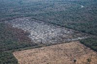 Desmontes en Formosa-Greenpease: “Hay una evidente complicidad del gobierno formoseño con los empresarios agropecuarios para darle vía libre a las topadoras"